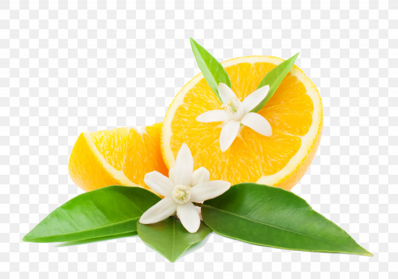 Orange, PNG, 2644x1855px, Flower, Anthurium, Citrus, Leaf, Orange Download Free