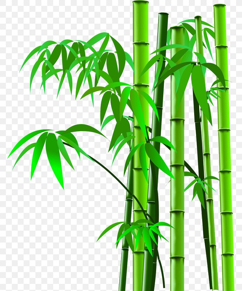 Bamboo Image Scanner, PNG, 771x984px, Bamboo, Bambusa Oldhamii, Flowerpot, Fundal, Grass Family Download Free