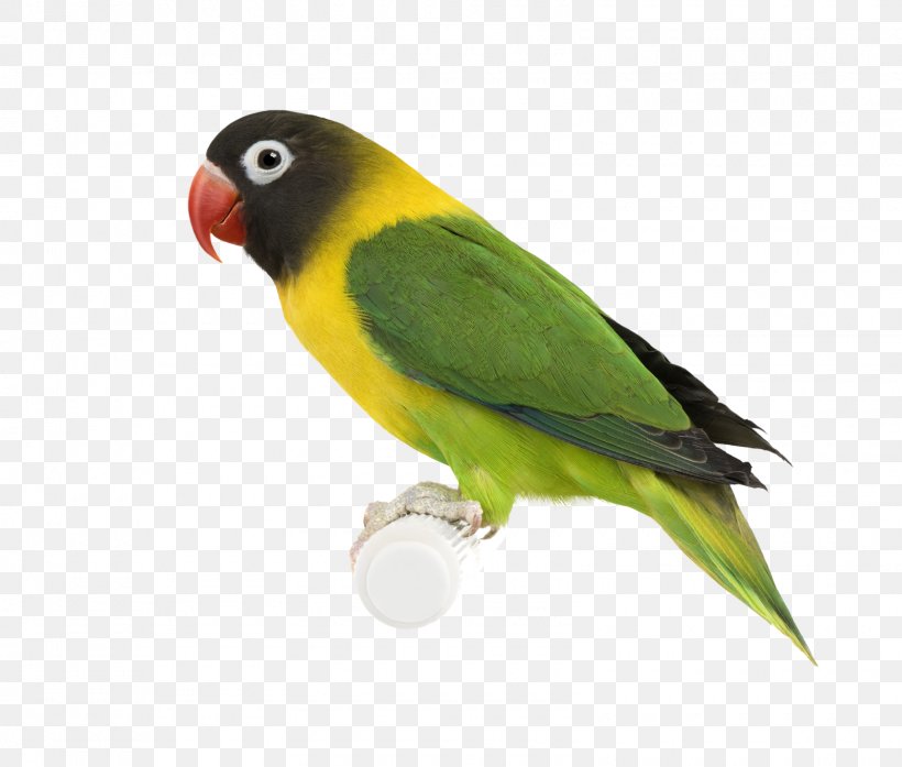 Bird Desktop Wallpaper Parakeet, PNG, 1600x1361px, Bird, Aviary, Beak, Bird Nest, Cockatoo Download Free