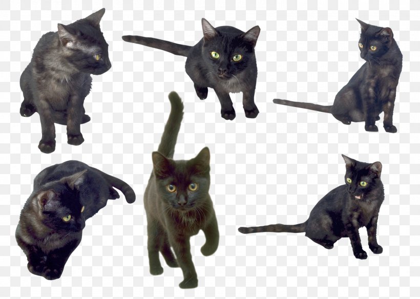 Bombay Cat Korat Burmese Cat Kitten Black Cat, PNG, 1600x1140px, Bombay Cat, Animal, Black Cat, Bombay, Breed Download Free