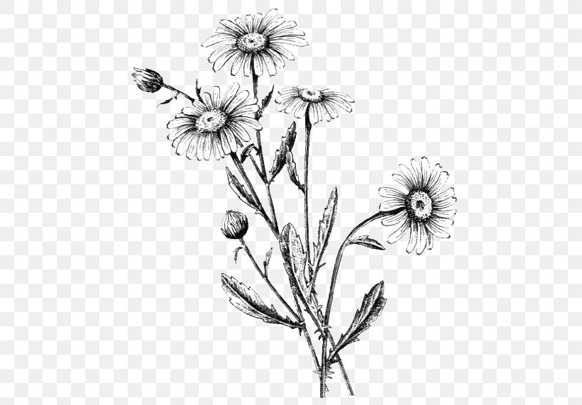 Common Daisy Oxeye Daisy Flowering Plant Plants Cut Flowers, PNG, 501x571px, Common Daisy, Artwork, Black And White, Branch, Buphthalmum Salicifolium Download Free