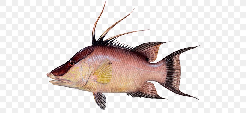 Hogfish Snapper Fishing Yellowfin Tuna Wrasse, PNG, 800x377px, Hogfish, Amberjack, Atlantic Goliath Grouper, Fauna, Fin Download Free