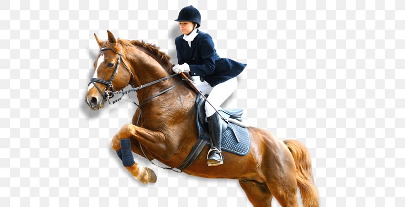 Horse Para-equestrian Show Jumping Equestrian Centre, PNG, 690x420px, Horse, Animal Sports, Animal Training, Bridle, Collection Download Free