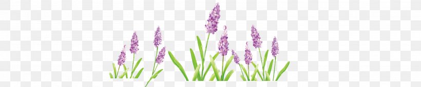 Lavender, PNG, 3129x655px, Lavender, Computer, Flower, Grass, Lilac Download Free