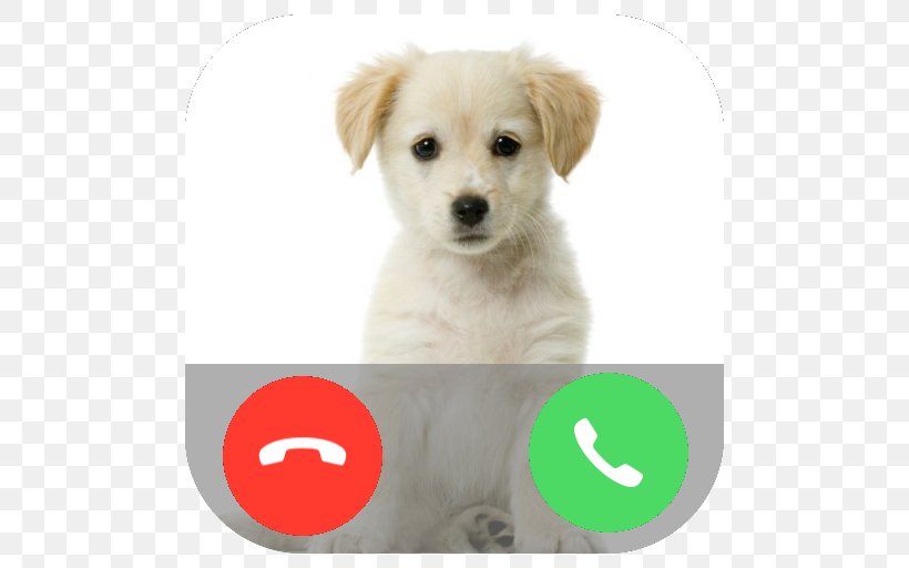 Puppy Labrador Retriever Pet Kitten Cuteness, PNG, 512x512px, Puppy, Carnivoran, Cat, Companion Dog, Cuteness Download Free