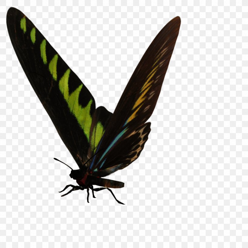 Brush-footed Butterflies Gossamer-winged Butterflies Moth Butterfly, PNG, 900x900px, Brushfooted Butterflies, Arthropod, Brush Footed Butterfly, Butterfly, Gossamerwinged Butterflies Download Free