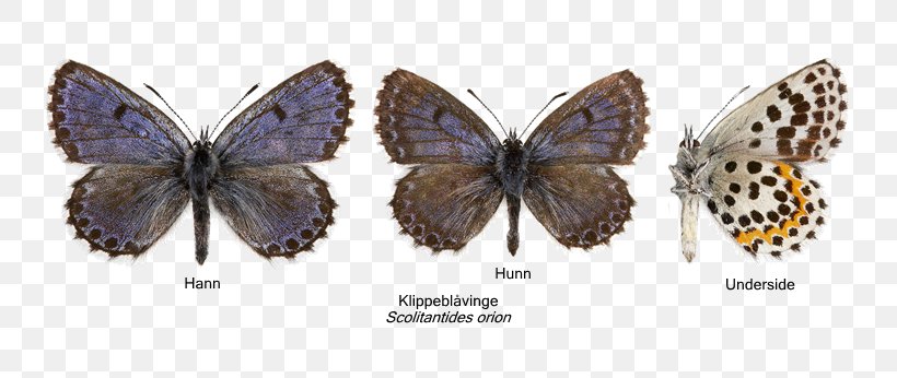 Butterfly Chequered Blue Moth Nasjonal Rødliste Species, PNG, 791x346px, Butterfly, Arthropod, Artsdatabanken, Brush Footed Butterfly, Butterflies And Moths Download Free