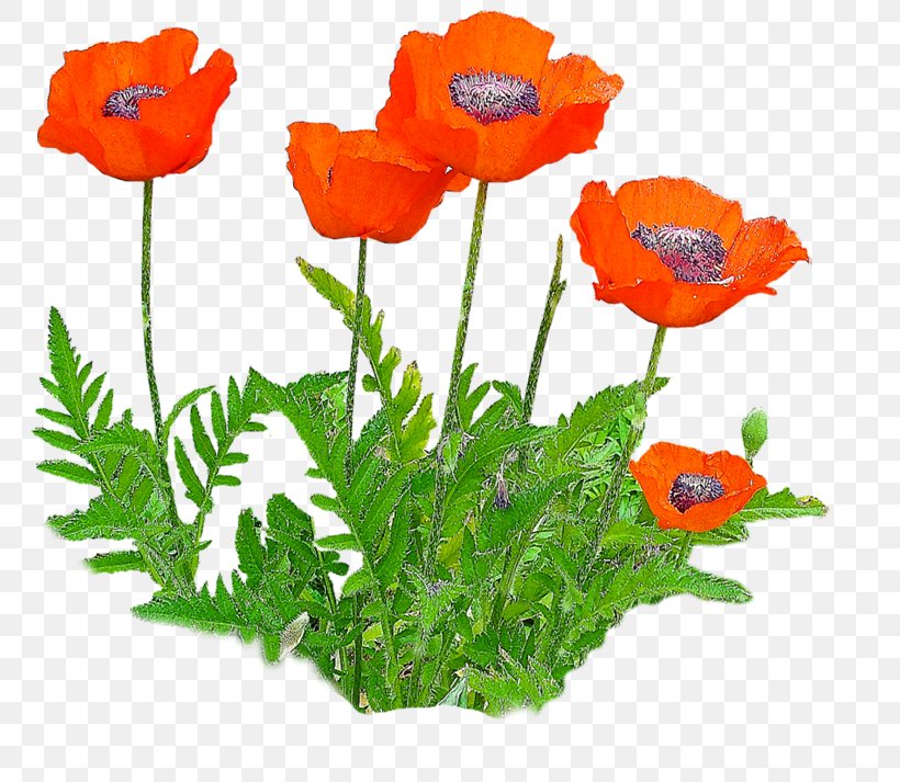 Common Poppy Opium Poppy Flower, PNG, 800x713px, Common Poppy, Annual Plant, Coquelicot, Cut Flowers, Digital Image Download Free