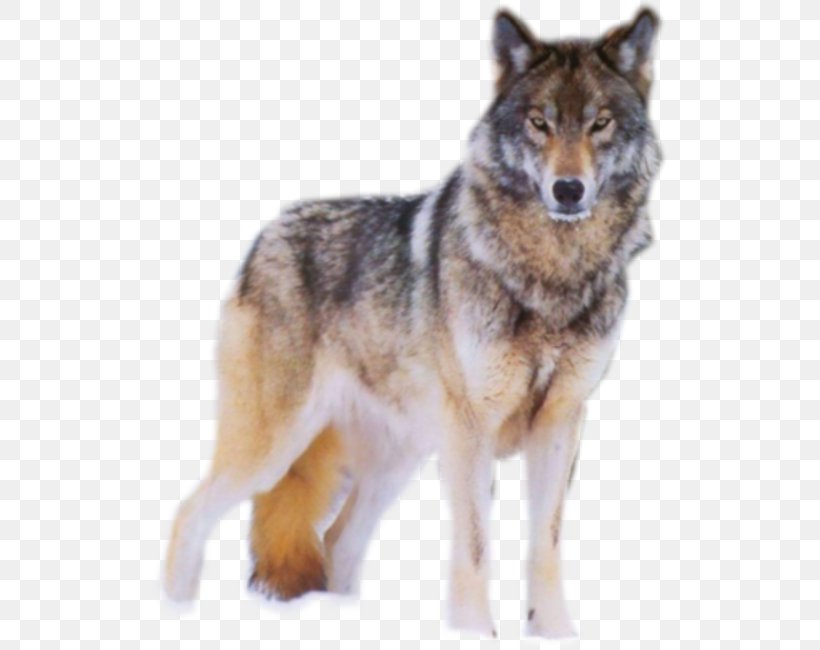 Coyote Peter And The Wolf Mexican Wolf Arctic Wolf Peter Und Der Wolf ,op. 67, PNG, 517x650px, Coyote, Animal, Arctic Wolf, Canadian Eskimo Dog, Canis Download Free