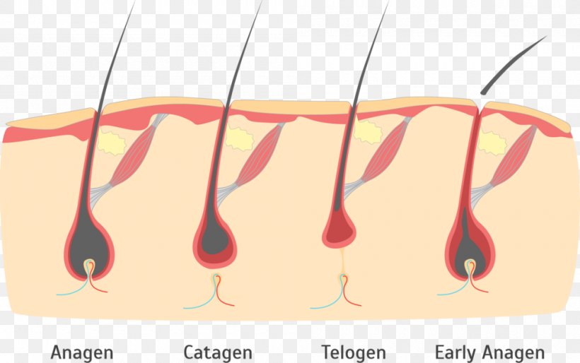 Finger Human Hair Growth Hair Follicle Hair Loss, PNG, 1000x628px, Watercolor, Cartoon, Flower, Frame, Heart Download Free