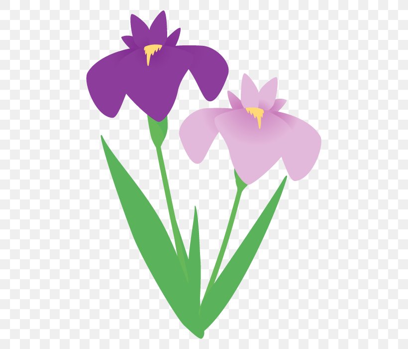 Flower Painting, PNG, 490x700px, Irises, East Asian Rainy Season, Flower, Iris, Iris Ensata Var Ensata Download Free