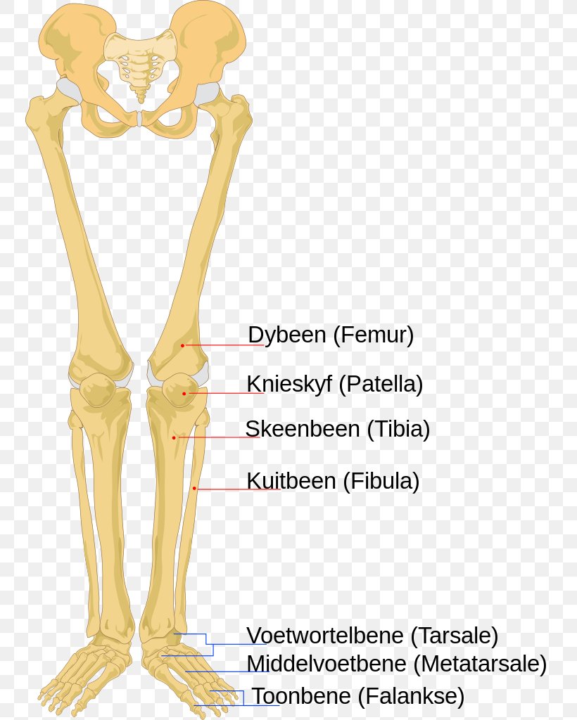 Human Skeleton Human Body Anatomy Bone, PNG, 747x1024px, Watercolor, Cartoon, Flower, Frame, Heart Download Free