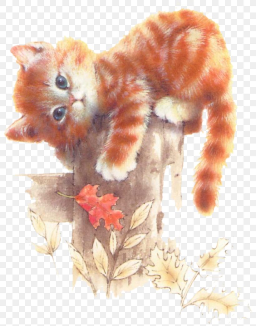 Lolcat Kitten Puppy Bedding, PNG, 800x1045px, Cat, Animal, Bedding, Carnivoran, Cat Like Mammal Download Free