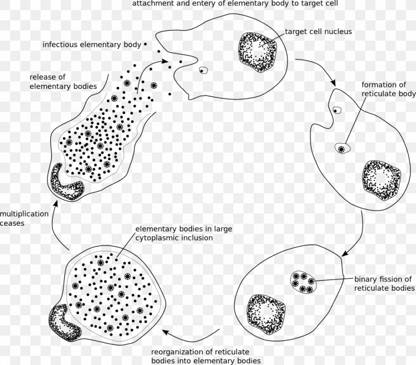 Chlamydia Trachomatis Chlamydiae Chlamydia Infection Intracellular Parasite Pathogenic Bacteria, PNG, 1026x899px, Chlamydia Infection, Area, Auto Part, Bacteria, Black And White Download Free