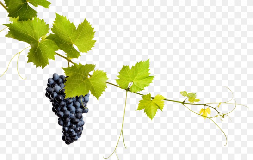 Common Grape Vine Grape Leaves Stock Photography, PNG, 831x528px, Common Grape Vine, Branch, Flowering Plant, Food, Fotolia Download Free