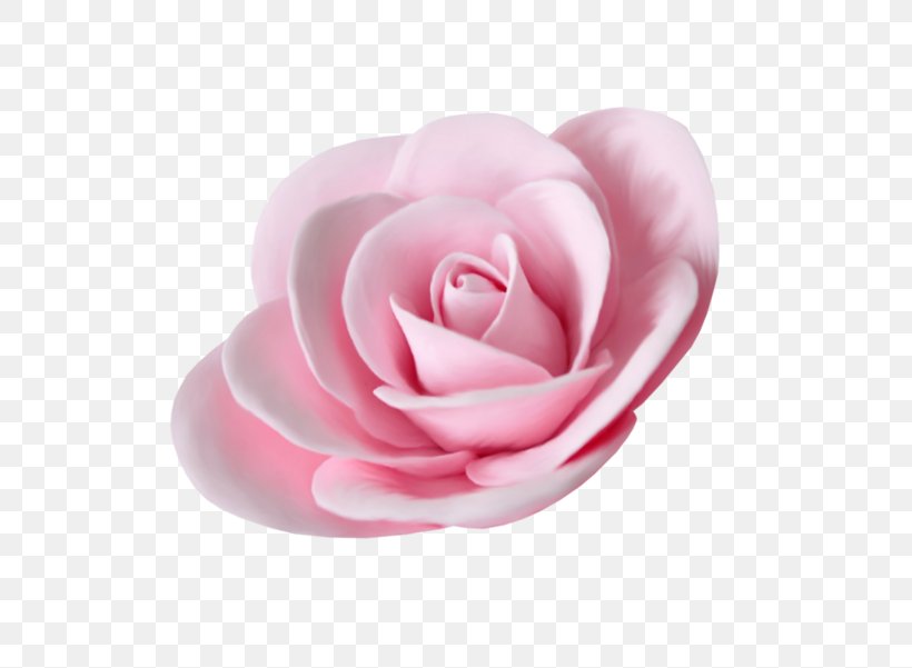 Garden Roses Flower Beach Rose, PNG, 600x601px, Garden Roses, Beach Rose, Cabbage Rose, Close Up, Cut Flowers Download Free