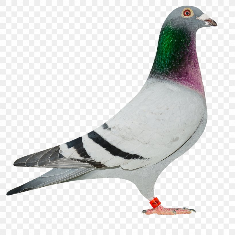 Homing Pigeon Columbinae Rock Dove Stock Dove Bird, PNG, 1200x1200px, Homing Pigeon, Beak, Bird, Columbinae, Feather Download Free