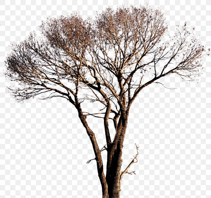Tree TIFF, PNG, 1024x962px, 2d Computer Graphics, Tree, Branch, Dry Tree, Plant Download Free