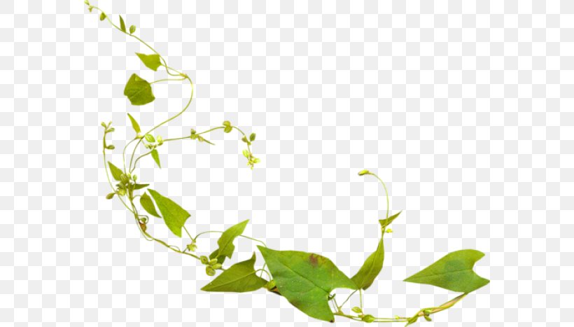 Twig Leaf, PNG, 580x467px, Twig, Branch, Flora, Flower, Flowering Plant Download Free