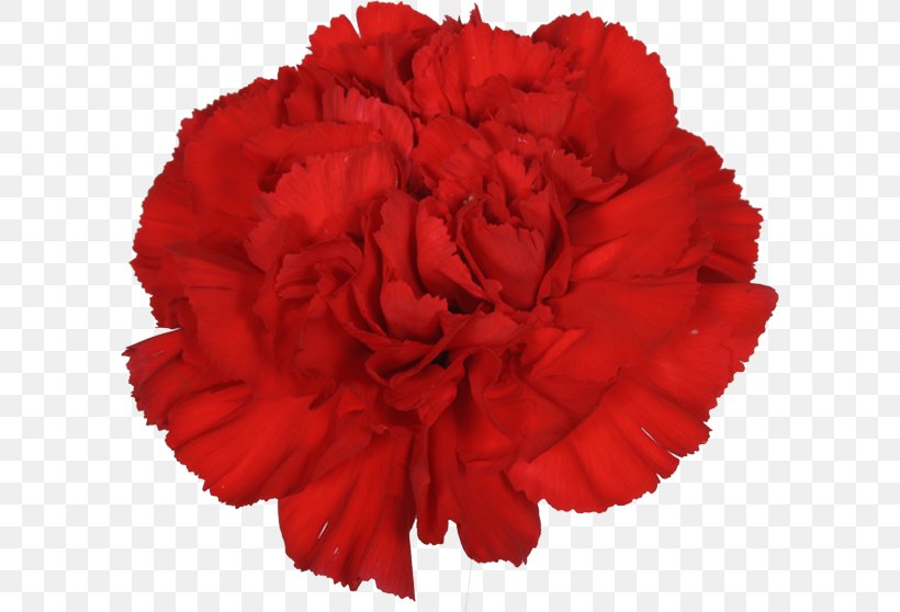 Carnation Garden Roses Cut Flowers Flower Bouquet, PNG, 600x558px, Carnation, Cut Flowers, Dianthus, Flower, Flower Bouquet Download Free