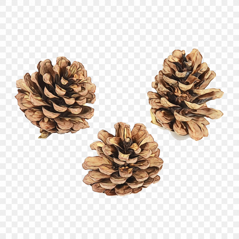 Conifer Cone Stone Pine Pine Nuts Conifers Christmas Ornament M, PNG, 1800x1800px, Watercolor, Bauble, Centimeter, Christmas Ornament M, Conifer Cone Download Free