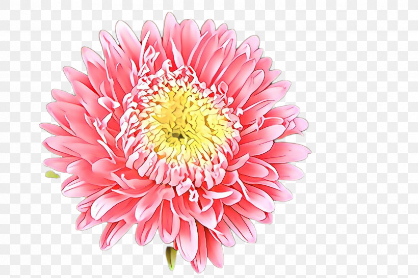 Flower Petal Gerbera Pink Plant, PNG, 2448x1632px, Flower, Barberton Daisy, China Aster, Cut Flowers, Gerbera Download Free