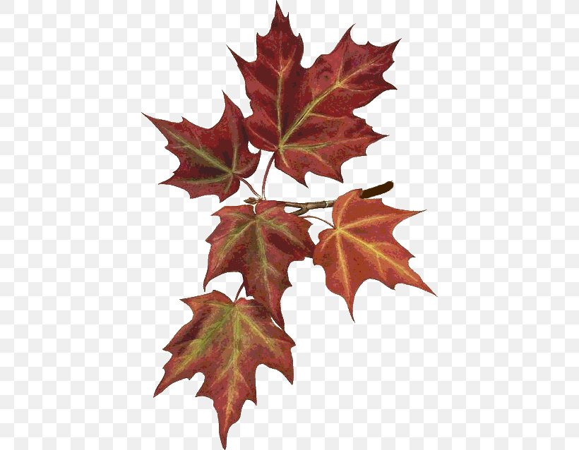 Maple Leaf Autumn Leaves Botany Botanical Illustration, PNG, 420x638px, Maple Leaf, Autumn, Autumn Leaves, Botanical Illustration, Botany Download Free