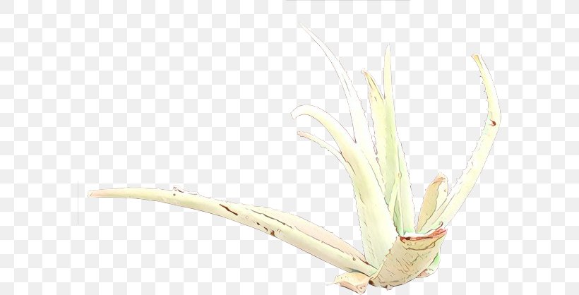 Plant Grass Family Flower Grass Flowering Plant, PNG, 600x418px, Cartoon, Flower, Flowering Plant, Grass, Grass Family Download Free