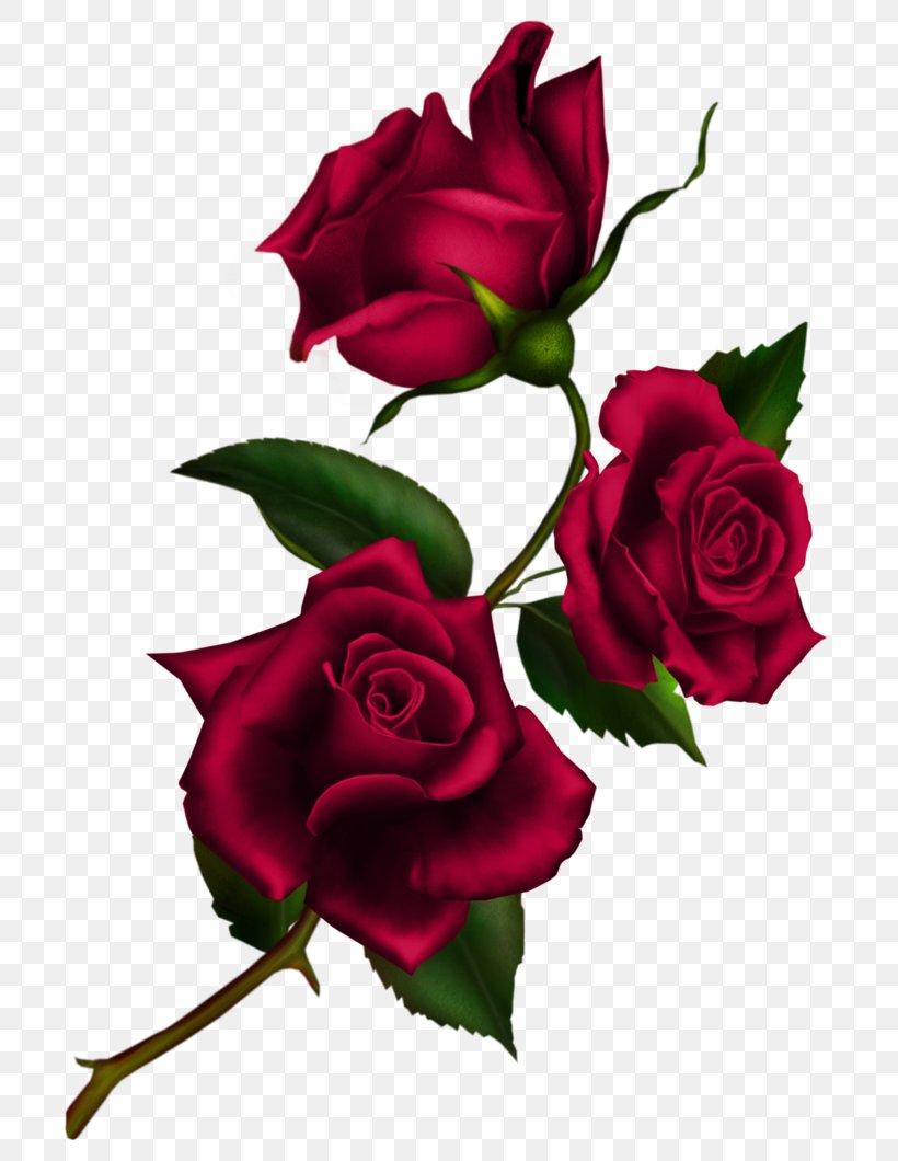 Rose Flower Clip Art, PNG, 753x1060px, Rose, Art, Black Rose, Color, Cut Flowers Download Free