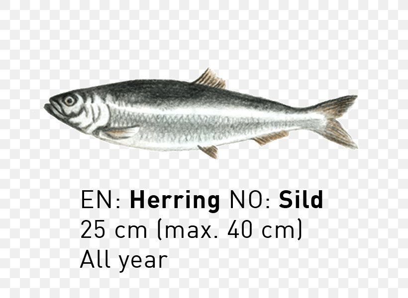 Sardine Coho Salmon Fish Products Capelin Mackerel, PNG, 800x600px, Sardine, Anchovy, Biology, Bonito, Bony Fish Download Free