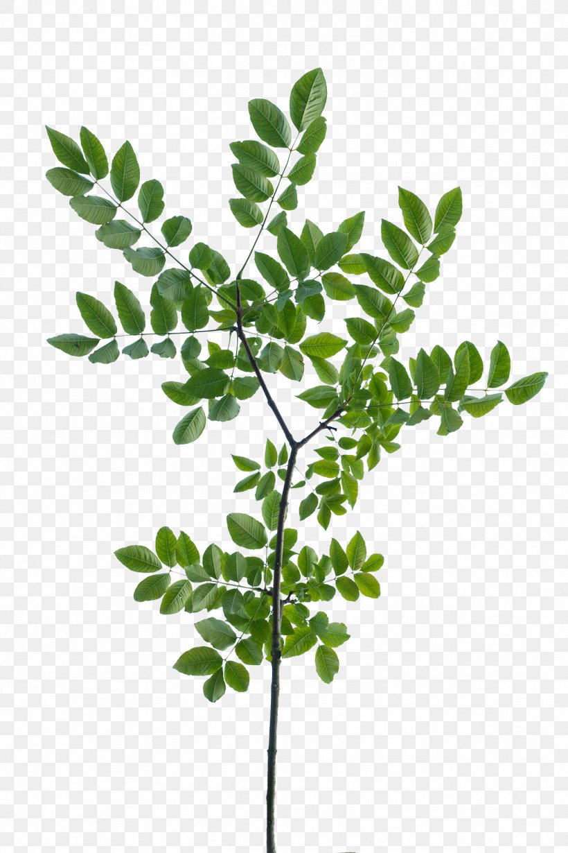Texture Mapping Branch Leaf Tree Shrub, PNG, 1296x1944px, 3d Modeling, Texture Mapping, Branch, Curry Tree, Leaf Download Free