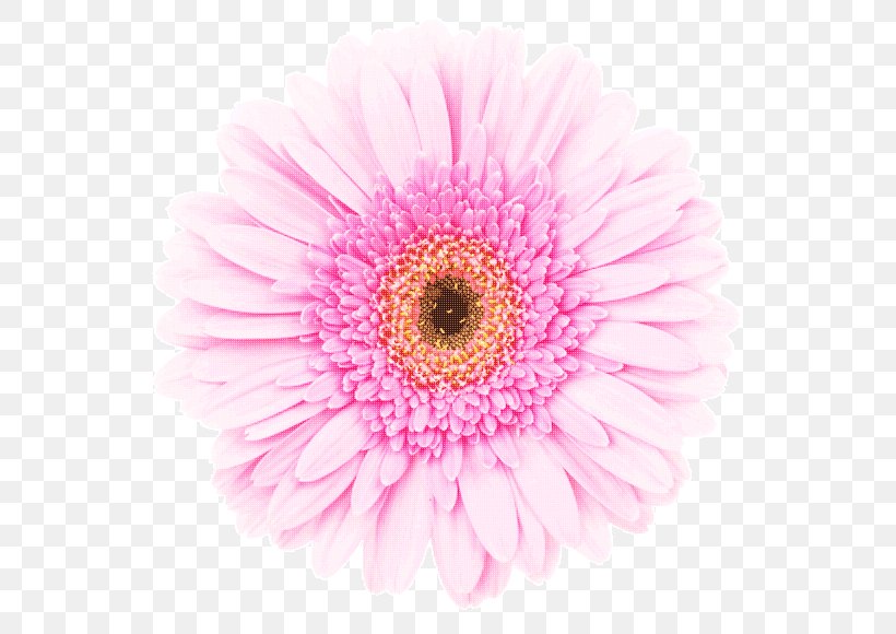 Transvaal Daisy Pink White Stock Photography Red, PNG, 590x580px, Transvaal Daisy, Annual Plant, Aster, Chrysanthemum, Chrysanths Download Free