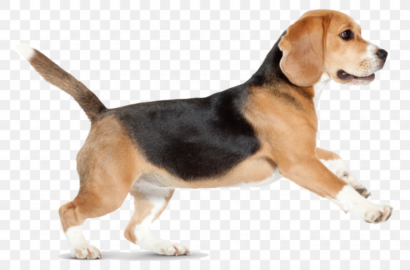 Beagle Siberian Husky Puppy Pet Sitting Pillow, PNG, 1500x988px, Beagle, Beagle Harrier, Bedding, Carnivoran, Carpet Download Free