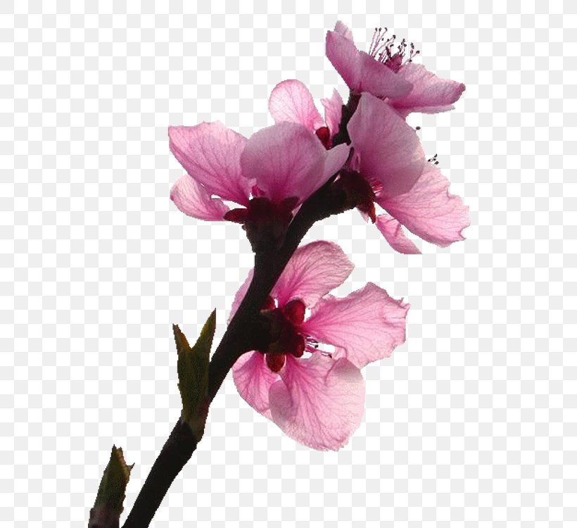 Flower Gratis Euclidean Vector, PNG, 750x750px, Flower, Ameixeira, Blossom, Branch, Cherry Blossom Download Free