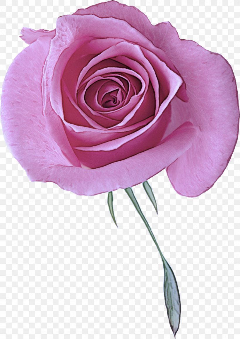Garden Roses, PNG, 851x1200px, Garden Roses, Floribunda, Flower, Hybrid Tea Rose, Petal Download Free
