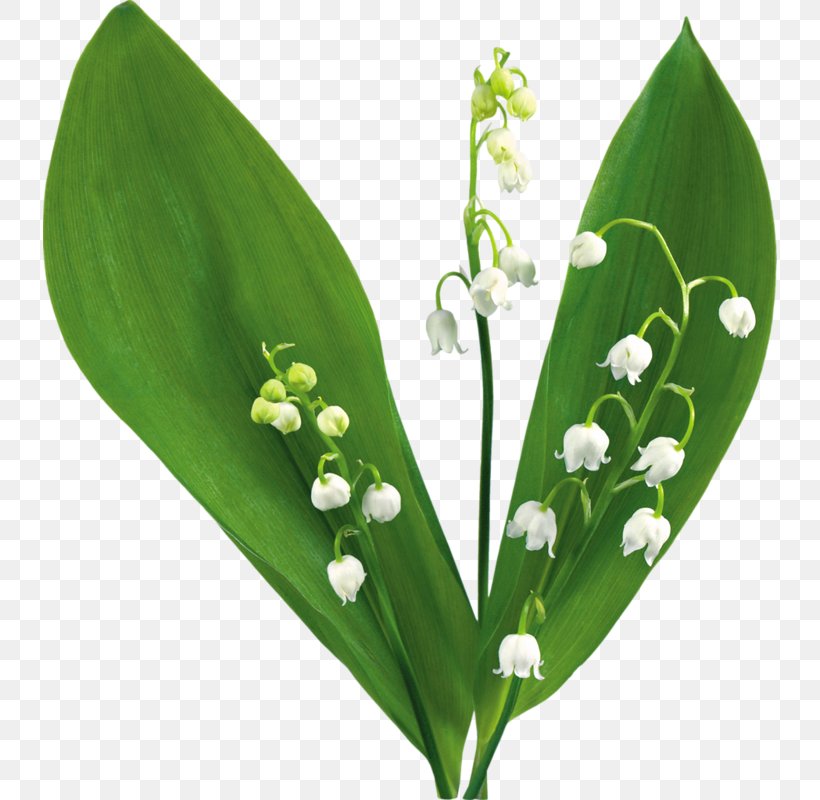 Lily Of The Valley Desktop Wallpaper Clip Art, PNG, 734x800px, Lily Of The Valley, Flower, Landishi, Leaf, Lilies Of The Valley Download Free