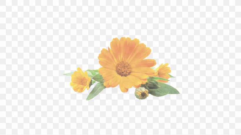 Sunflower, PNG, 1600x900px, Flower, Calendula, English Marigold, Flowering Plant, Gerbera Download Free
