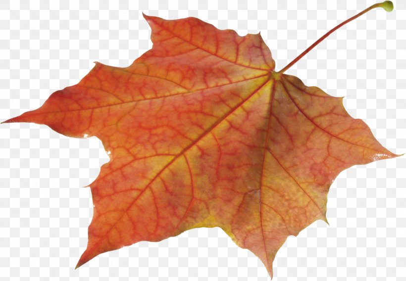 Autumn Leaf Color, PNG, 3190x2212px, Leaf, Autumn, Autumn Leaf Color, Image File Formats, Licence Cc0 Download Free