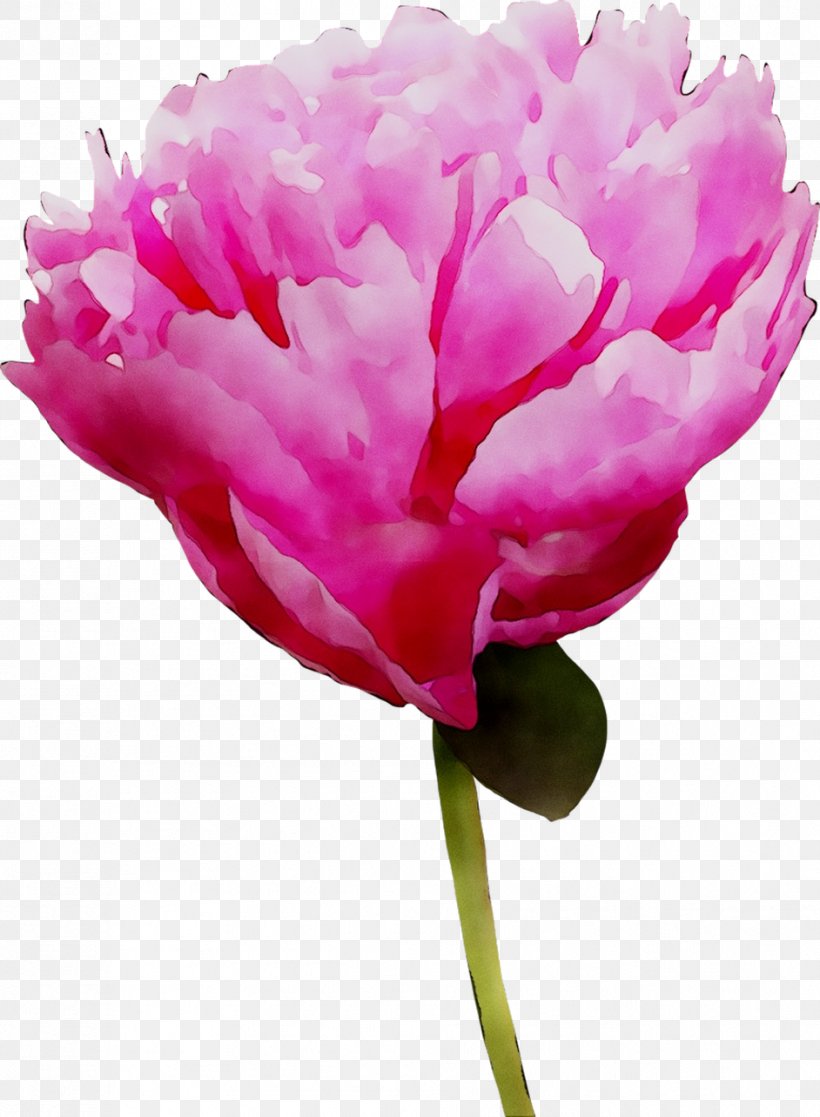 Carnation Peony Rose Cut Flowers Bud, PNG, 942x1284px, Carnation, Botany, Bud, Chinese Peony, Chrysanthemum Download Free