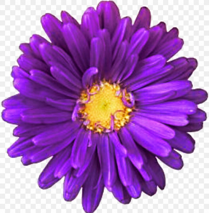 Purple Innovation Transvaal Daisy Common Daisy Clip Art, PNG, 885x903px, Purple Innovation, Annual Plant, Aster, Chrysanths, Color Download Free