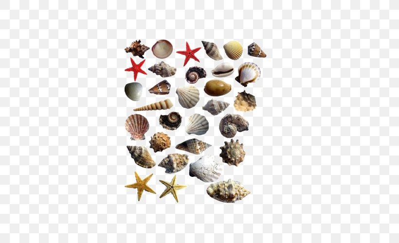 Seashell Starfish Sea Snail, PNG, 600x500px, Seashell, Conch, Deviantart, Drawing, Marine Biology Download Free
