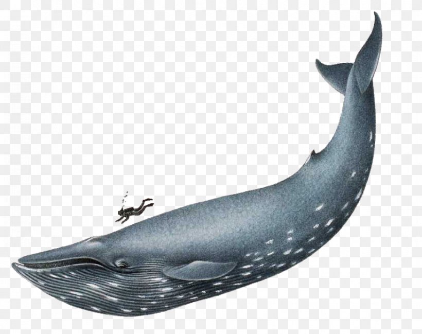 Blue Whale Sea Clip Art, PNG, 874x692px, Blue Whale, Bowhead Whale, Cetacea, Dolphin, Fin Download Free