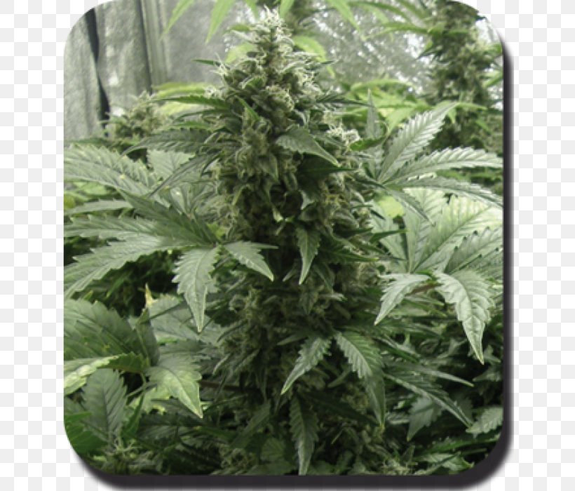 Cannabis Cup Autoflowering Cannabis Kush Cannabis Cultivation, PNG, 700x700px, Cannabis Cup, Autoflowering Cannabis, Cannabis, Cannabis Cultivation, Cannabis Industry Download Free