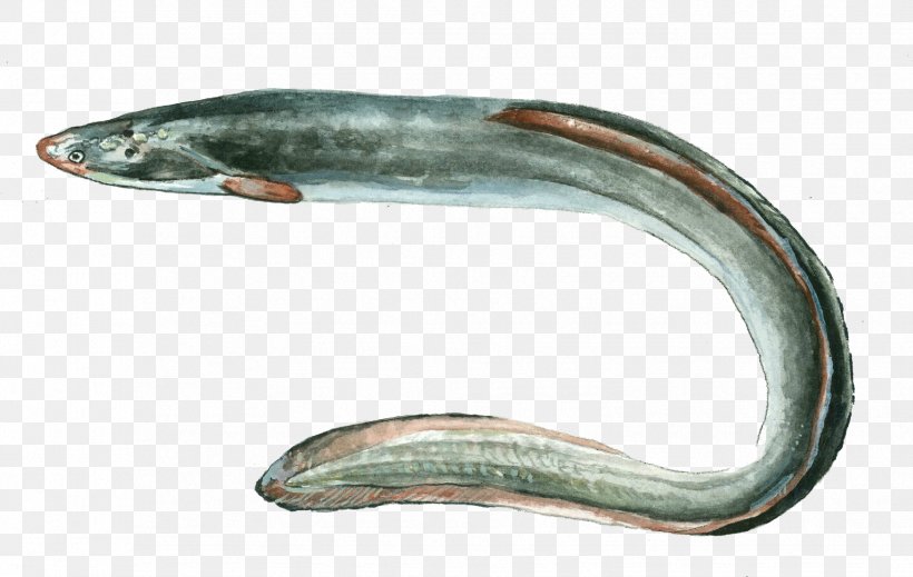 European Eel Anguilla Fish Angula, PNG, 1753x1111px, Eel, Anguilla, European Eel, Fish, Fishing Download Free