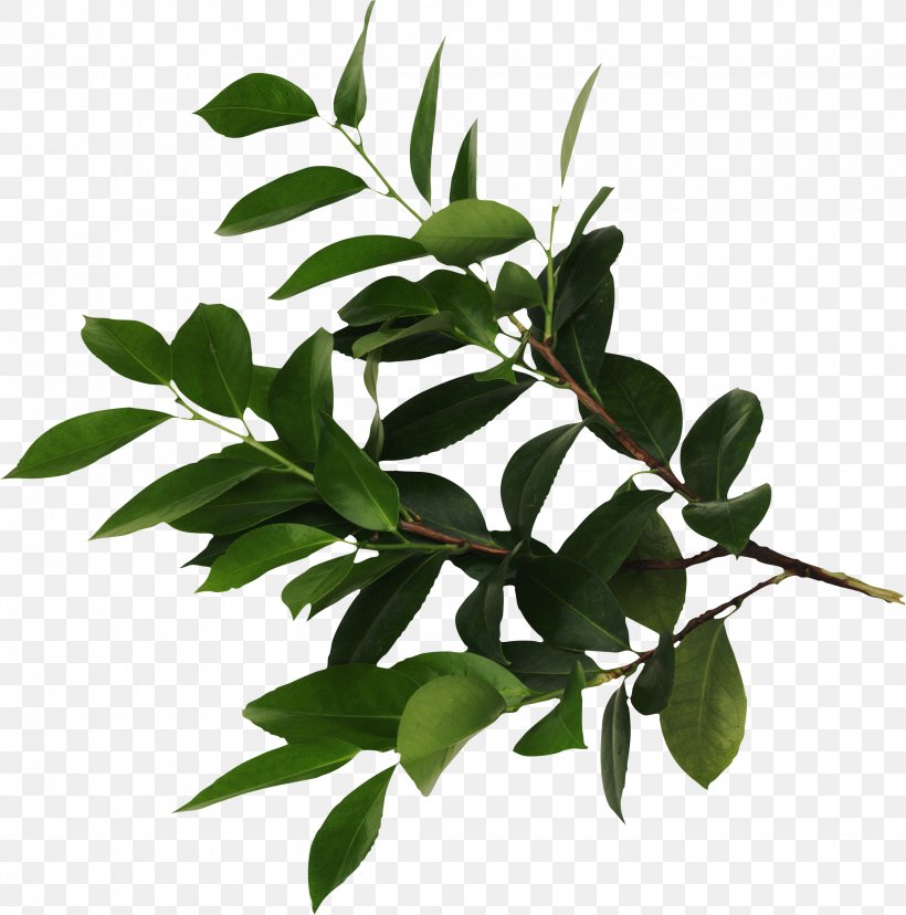 Leaf Plant Propagation Branch Clip Art, PNG, 2060x2081px, Leaf, Bay Laurel, Bay Leaf, Branch, Cutting Download Free