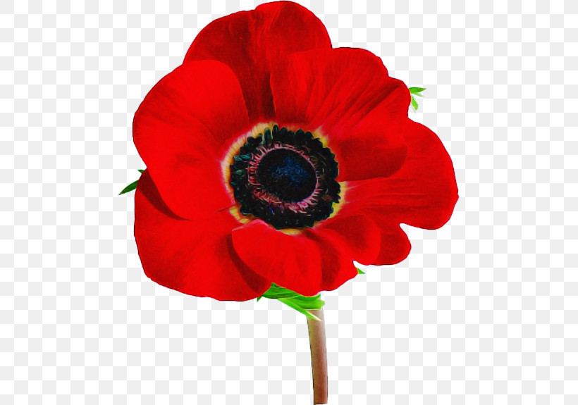 Rose, PNG, 485x575px, Flower, Anemone, Coquelicot, Corn Poppy, Cut Flowers Download Free