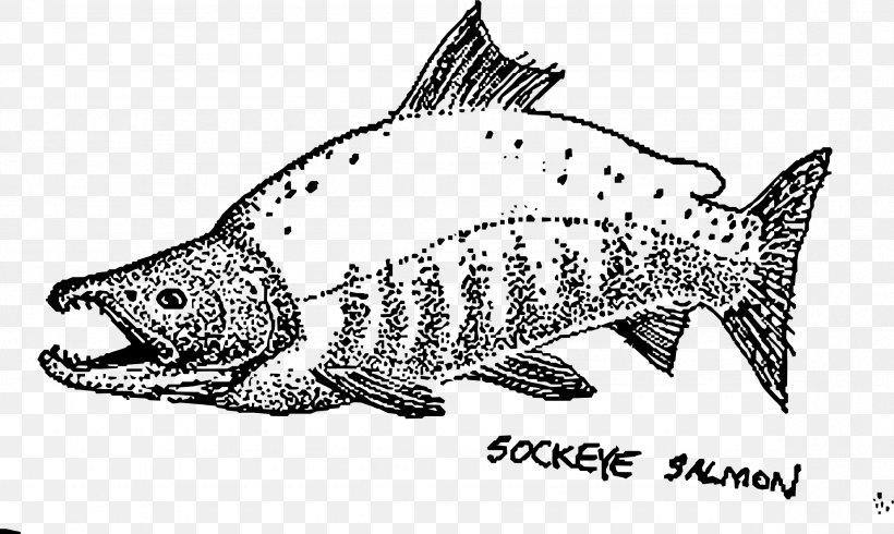 Sockeye Salmon Coho Salmon Pink Salmon Drawing, PNG, 2357x1411px, Sockeye Salmon, Art, Artwork, Black And White, Coho Salmon Download Free