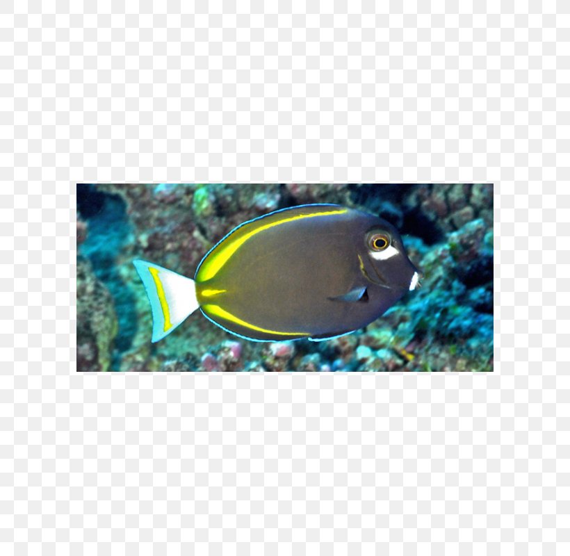 Whitecheek Surgeonfish Yellowfin Surgeonfish Aquarium Coral Reef Fish, PNG, 600x800px, Fish, Acanthurus, Aqua, Aquarium, Coral Download Free