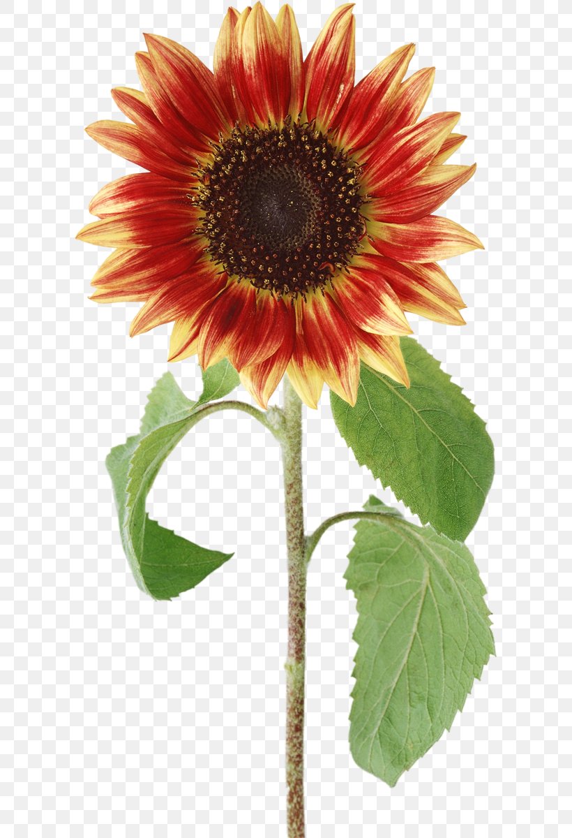 Common Sunflower Clip Art, PNG, 606x1200px, Common Sunflower, Annual Plant, Asterales, Cut Flowers, Daisy Family Download Free