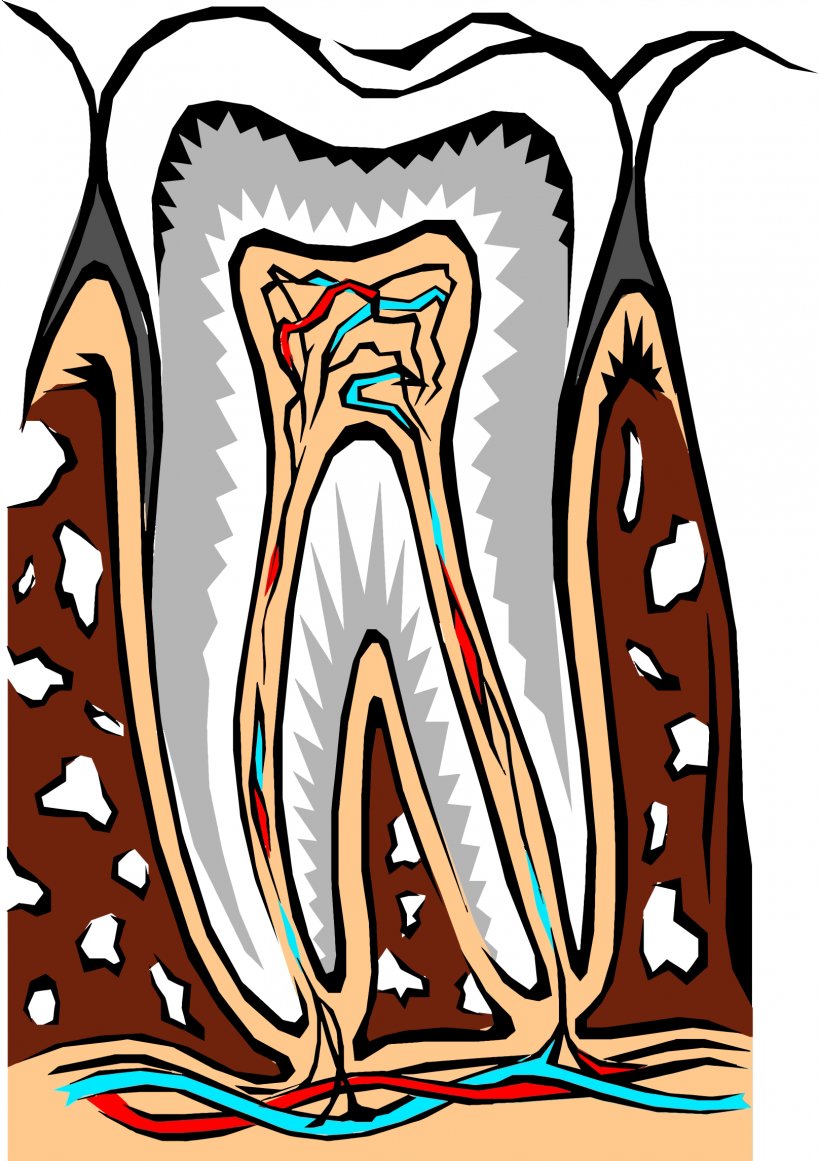 Cosmetic Dentistry Human Tooth Root Canal, PNG, 1618x2292px, Watercolor, Cartoon, Flower, Frame, Heart Download Free